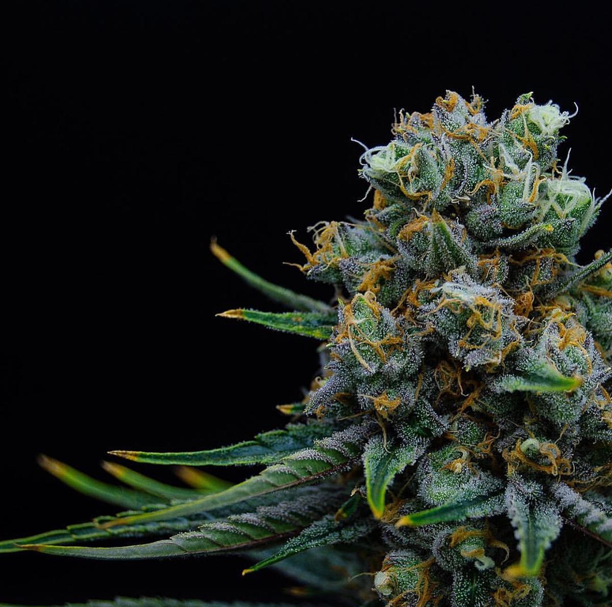 What Kinds of Terpenes Are There?