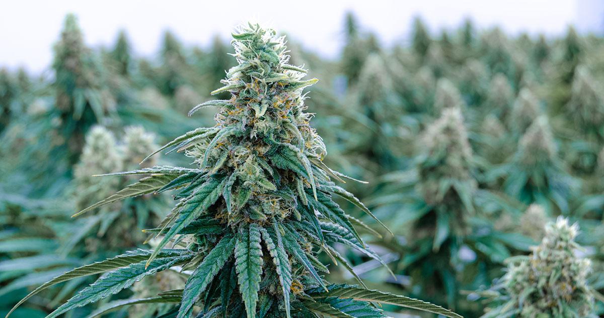 Epilepsy and Cannabis