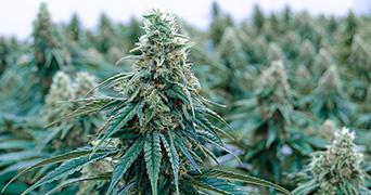 Florida’s MÜV™ by AltMed