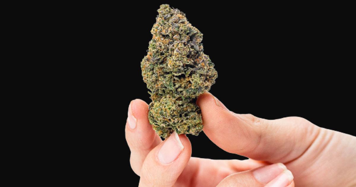 Watermelon Burst at MÜV Dispensaries in FL