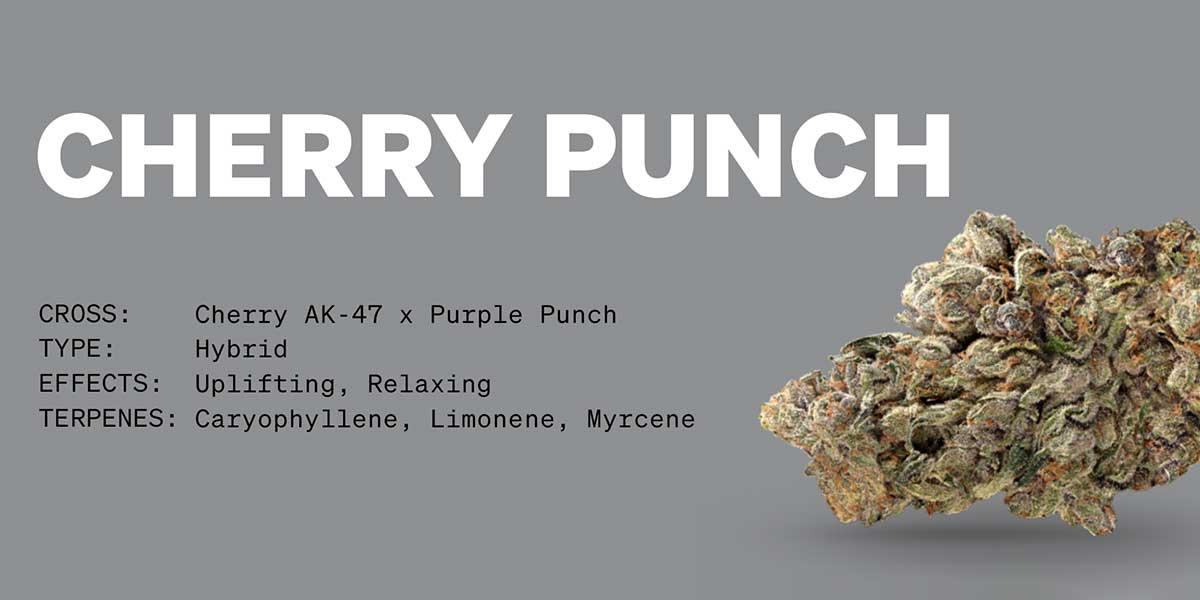 Cherry Punch Strain Information