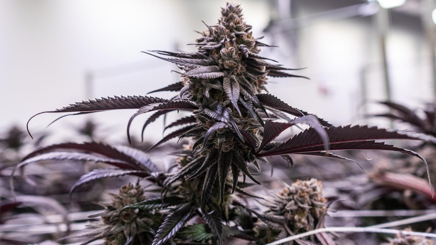 whole cannabis plant