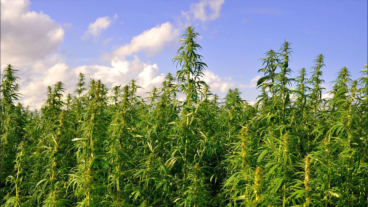 Photo of Hemp vs. Marijuana: Understanding the Differences